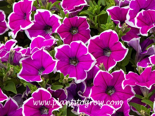 Petunia 'Surprise Magenta Halo'
This planting was drop dead gorgeous in mid-July